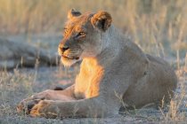 Ботсвана, трансграничный парк Кгалагади, львица, Panthera leo, в вечернем свете — стоковое фото