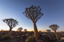 Африка, Намібія, Keetmanстріляють, Quiver Лісовий ліс на світанку — стокове фото