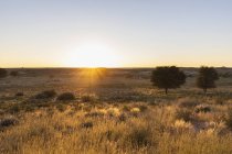 Botswana, kgalagadi grenzüberschreitender Park, kalahari, Landschaft bei Sonnenaufgang — Stockfoto