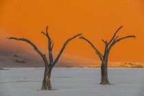 Африка, Намібія, Namib-Наулюфт Національний парк, Deadvlei, мертвих акації в глині пан — стокове фото