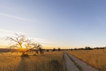 Botswana, Kgalagadi grenzüberschreitender Park, Kalahari, Schotterstraße und Kameldorne bei Sonnenuntergang — Stockfoto