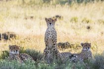 Botswana, Kgalagadi Transfrontier Park, Cheetahs, Acinonyx Jubatus — Stock Photo