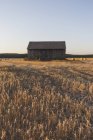 Вертикальное изображение деревянного амбара на поле во время сбора урожая вечером, сено катится в поле — стоковое фото
