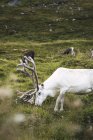 Noruega, Laponia, Hombre pastando renos - foto de stock