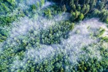 Alemania, Baden-Wuerttemberg, Swabian Alb, Vista aérea de Schurwald, niebla matutina - foto de stock