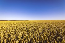Regno Unito, Scozia, campo di grano — Foto stock