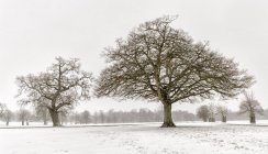 UK, snow-covered winter landscape with bare trees — Stock Photo