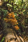Лаос, Ванг В'єнг, гриби ростуть на дереві в джунглях — стокове фото