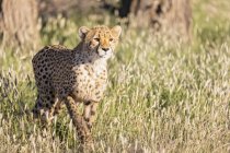 Botswana, kgalagadi grenzüberschreitender park, gepard, acinonyx jubatus — Stockfoto