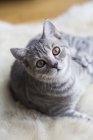 Portrait of tabby British shorthair kitten — Stock Photo
