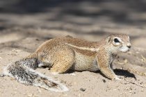 Botswana, Kalahari, zentrales Kalahari-Wildreservat, ungestreiftes Ziesel, Xerus rutilus — Stockfoto