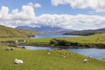 UK, Scotland, Inner Hebrides, Isle of Skye, Loch Harport, Gesto Bay, sheep on pasture — Stock Photo