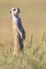 Botswana, Kgalagadi Transfrontier Park, Kalahari, Meerkat watching, Suricata suricatta — Stock Photo
