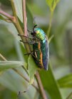 Таїланд, Жук Jewel, Buprestidae — стокове фото