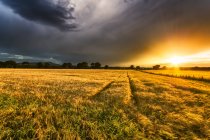 UK, Scotland, Fife, field of barley at sunset — Stock Photo