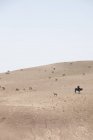 Марокко, пустеля, стадо овець — стокове фото