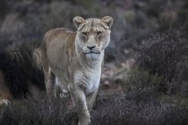 Südafrika, Aquila privates Wildreservat, Löwin, Panthera leo — Stockfoto
