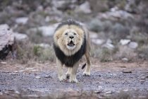Südafrika, Aquila privates Wildreservat, Löwe, Panthera leo — Stockfoto