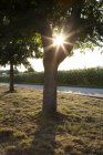 Arbre sur la route, champ de tournesol contre le soleil du soir — Photo de stock