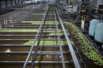 Grüne Äpfel in Fabrik gewaschen — Stockfoto