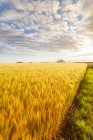Regno Unito, East Lothian, Barley field, Hordeum vulgare — Foto stock