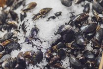 USA, Seattle, Hechtplatz öffentlicher Markt, blaue Muscheln im Eis — Stockfoto