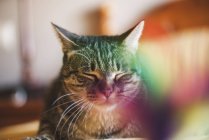 Portrait of snoozing cat — Stock Photo