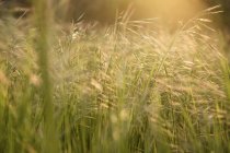 Grass on field in sunlight — Stock Photo