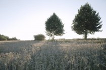 Deutschland, Weizenfeld und Bäume in der Abenddämmerung — Stockfoto