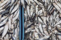 Моррелло, Марракеш, рыба на продажу в Даа-эль-Фна — стоковое фото