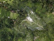 Indonesia, Bali, Ubud, Tegalalang, Veduta aerea delle risaie, campi terrazzati — Foto stock