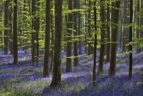 Belgium, Brabante flamenco, Halle, Hallerbos, Flores de Bluebell, Hyacinthoides non-scripta, bosque de haya a principios de primavera - foto de stock