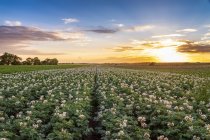 Reino Unido, East Lothian, campo de patatas con flores, Solanum tuberosum, al atardecer - foto de stock