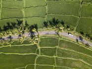 Індонезія, Балі, Убуд, повітряна думка рисових полів — стокове фото