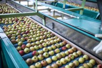 Яблука в заводу на конвеєрі — стокове фото