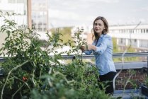 Businesswoman cultivating vegetables in urban rooftop garden — Stock Photo