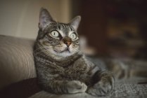 Portrait of tabby cat on the sofa — Stock Photo