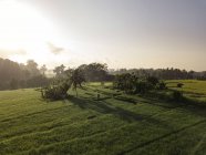 Indonesia, Bali, Ubud, Vista aérea de campos de arroz - foto de stock