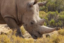 South Africa, Touws River, Cape Town, Aquila Private Game Reserve, Rhino, Rhinoceros — Stock Photo