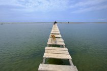Albânia, Parque Nacional Divjake-Karavasta, praia de Divjaka, cão no molhe sobre a lagoa — Fotografia de Stock