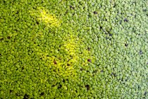 Крупним планом зелений Duckweed — стокове фото