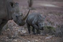 Південна Африка, Акіла приватний заповідник Ігри, носоріг і Baby носоріг, носоріг — стокове фото