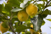 Germania, Renania-Palatinato, Bad Duerkheim, limoni — Foto stock