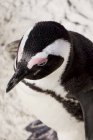 Ritratto di pinguino dai piedi neri, Spheniscus demersus — Foto stock