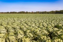 Reino Unido, East Lothian, campo de coles de Bruselas, Brassica oleracea - foto de stock