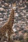 Південна Африка, Акіла приватний заповідник Ігри, жирафа, Giraffa пінопідалє — стокове фото