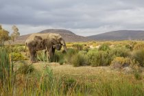 Sudafrica, Western Cape, Touws River, Aquila Private Game Reserve, Elephant, Loxodonta Africana — Foto stock