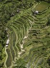 Індонезія, Балі, Убуд, Tegalalang, повітряна вид рисових полів, тераси полів — стокове фото