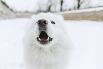Porträt eines weißen Hundes im Schnee — Stockfoto