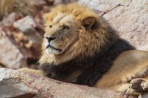 Südafrika, Aquila privates Wildreservat, Löwe, Panthera leo — Stockfoto